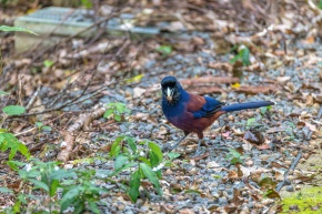 カケスの剥製 カケス剥製 - 頭骨・骨格標本・剥製販売 【Core-Box】