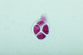 10gキゥイトムリン花粉 花粉四分子 | Corvet Photo Agency