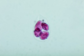 花粉四分子 | Corvet Photo Agency