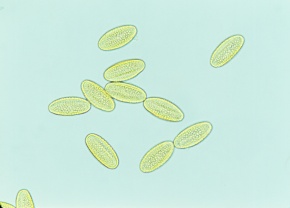 花粉 Corvet Photo Agency