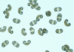 花粉 Corvet Photo Agency