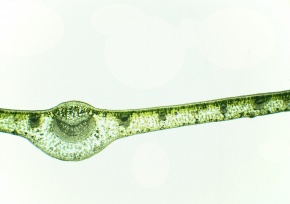 葉の断面 Corvet Photo Agency