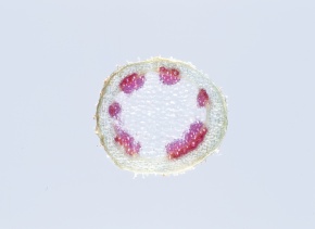 維管束 Corvet Photo Agency