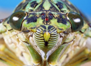 ミンミンゼミさま専用ページ file_02_15.png