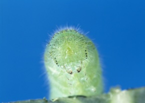 M・アヌビス初令幼虫5頭