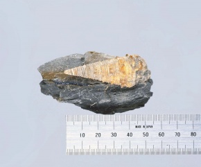 化石 | Corvet Photo Agency