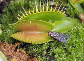 才蔵　ハエトリソウ ハエトリソウ '24#' 2号(1ポット) | チャーム