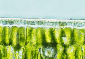 葉の構造 | Corvet Photo Agency