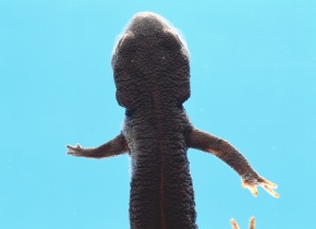 いもりページ イモリ図鑑｜17種類の写真・学名・特徴を網羅した両生類データベース
