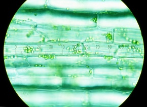 原形質流動 Corvet Photo Agency