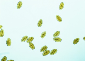 花粉 Corvet Photo Agency