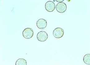 膨潤花粉 Corvet Photo Agency