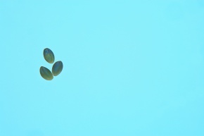 花粉 Corvet Photo Agency